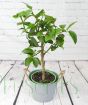 Tahiti lime ministem 2025