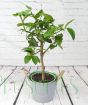Tahiti Lime Ministem     