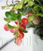 Close up of the fruits to come