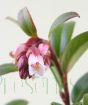 Lingonberry