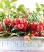 Closeup of Lingonberries