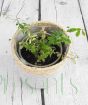 Young lingonberry from above 