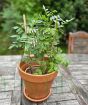 Grow your own Liquorice