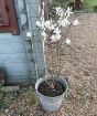 Giant Magnolia Stellata
