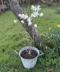 Giant Magnolia Stellata