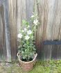 Dwarf Mallow