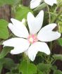 Dwarf Mallow