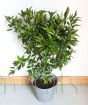 Large mandarin tree