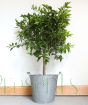 Mandarin tree in metal pail