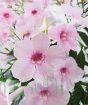 Close up of Marshmallow Flowers