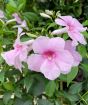 Close up of scented Marshmallow flower