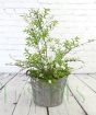 Bridal wreath in grey barrel