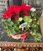 Christmas Flowering Basket