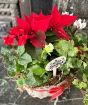 Christmas Flowering Basket