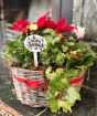 Christmas flowering basket