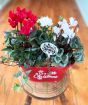 Red Merry Christmas Planter