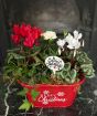Red Merry Christmas Planter