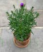 Michaelmas Daisy