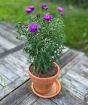 Michaelmas Daisy
