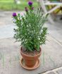 Michaelmas Daisy