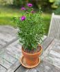 Michaelmas Daisy
