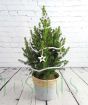 pre-decorated mini christmas xmas tree in sea grass basket