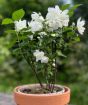 Dwarf Mock Orange