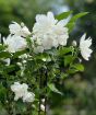 Dwarf Mock Orange