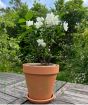 Dwarf Mock Orange