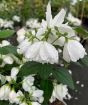Mock Orange Flowers