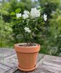 Dwarf Mock Orange