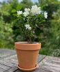 Mock Orange Patio Table