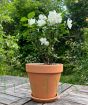 Dwarf Mock Orange