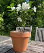 Dwarf Mock Orange