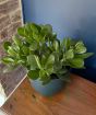 Money Plant              