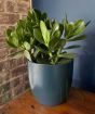 Money Plant              