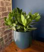 Money Plant              