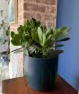 Money Plant              