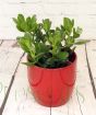 Money Plant
