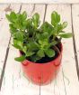 Money Plant              