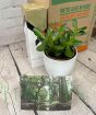 Money Plant Gift Set  
