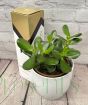 Money Plant Gift Set