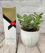 Calibre Candidates Money Plant Gift Set