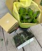 Money Plant Gift Set  