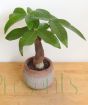 Money Tree