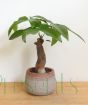 Money Tree