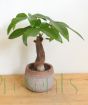 Money Tree 2020