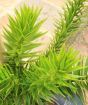 Monkey Puzzle Tree closeup