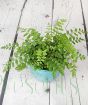 Fern                     