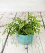 Fern                     
